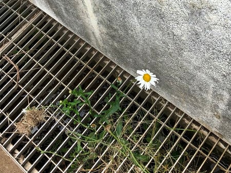 写真　グレーチングの隙間から花が咲いている様子