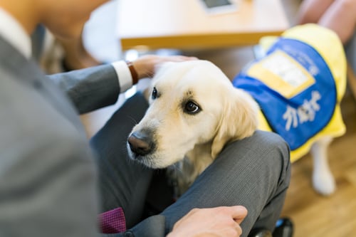 補助犬とたわむれる画像