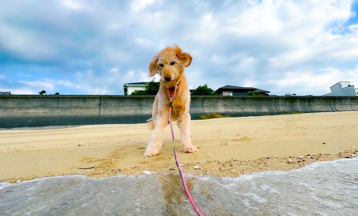 写真　聴導犬のノエル