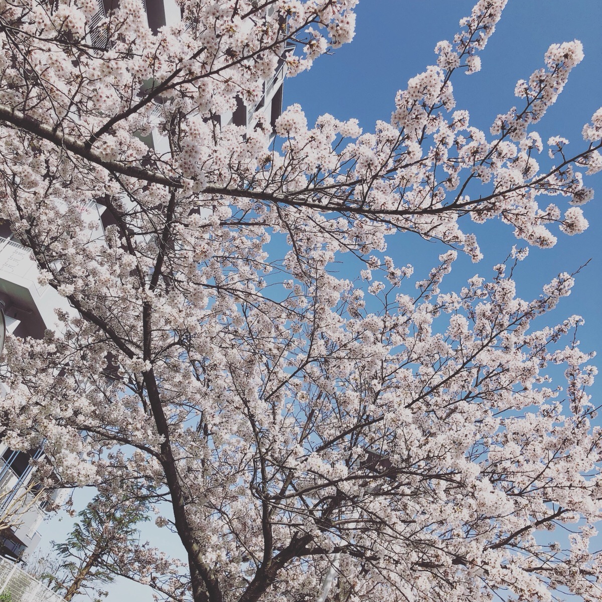 写真　満開の桜